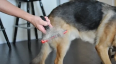 Furminator pro psy: jak si vybrat správný nástroj pro péči o váš oblíbený mazlíček